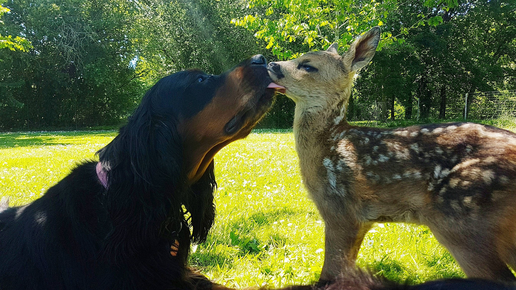 Laïka a rejoint le concours — aidez-le/la à gagner de superbes lots ! biting, canidae, carnivore, companion_dog, dobermann, dog, dog_breed, fawn, gesture, grass, guard_dog, happy, herding_dog, plant, snout, sporting_group, terrestrial_animal, tree, working_animal, working_dog