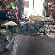 Harley Knucklehead is registered to the contest to win money with this photo: bed, blanket, carpet, cozy, curtains, decor, dog, floor, fur, household, indoor, lamp, living_space, pet, pillow, playing, room, toy, window, wooden_furniture