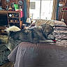 bed, blanket, carpet, cozy, curtains, decor, dog, floor, fur, household, indoor, lamp, living_space, pet, pillow, playing, room, toy, window, wooden_furniture