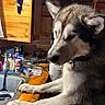 Harley Knucklehead joined the competition — help win amazing prizes! animal, canine, clutter, collar, counter, curious, dog, domestic, fur, furniture, household_items, husky, indoor, kitchen, looking, paw, pet, room, sink, wooden_cabin