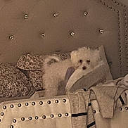 Maka is registered to the contest to win money with this photo: bed, bedroom, blanket, cozy, cushion, dog, fabric, headboard, interior, low_light, pet, pillow, resting, rhinestone, small_dog, striped_sweater, studded_headboard, sweater, tufted_headboard, white_dog