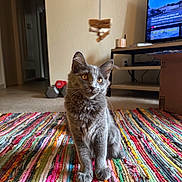 Faye is registered to the contest to win money with this photo: cat, gray_cat, indoor, living_room, carpet, striped_rug, toy, dumbbell, television, cardboard_box, home_decor, furniture, floor, pet, whiskers, ears, eyes, curious, animal, domestic