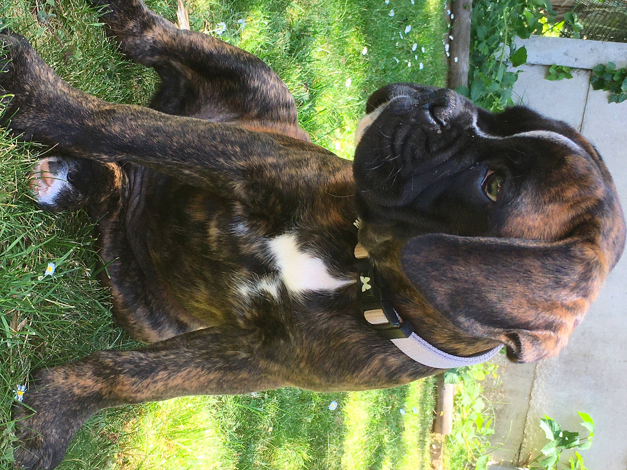 Orion participe au concours pour gagner de l'argent avec cette photo : carnivore, collar, companion_dog, dog, dog_breed, dog_collar, gesture, grass, guard_dog, liver, pack_animal, pet_supply, plant, sporting_group, tail, terrestrial_animal, tree, trunk, wood, working_animal