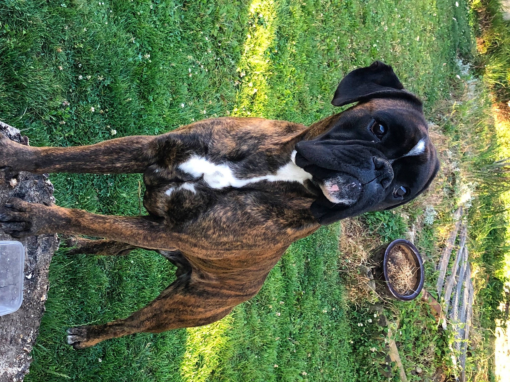 Orion a rejoint le concours — aidez-le/la à gagner de superbes lots ! canidae, carnivore, dog_breed, fawn, fur, grass, liver, livestock, pack_animal, pasture, plant, snout, sporting_group, tail, terrestrial_animal, tree, trunk, wildlife, wood, working_animal