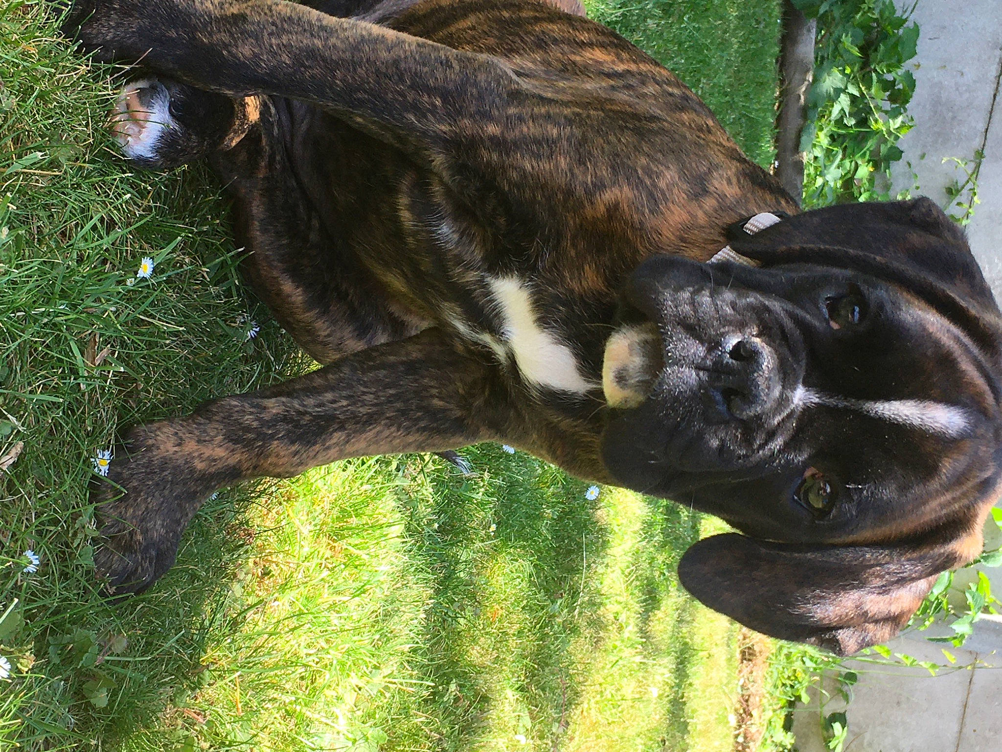 Orion participe au concours pour gagner de l'argent avec cette photo : art, canidae, carnivore, dog, dog_breed, fawn, felidae, fur, grass, guard_dog, plant, sculpture, snout, sporting_group, tail, terrestrial_animal, tree, trunk, wildlife, working_animal