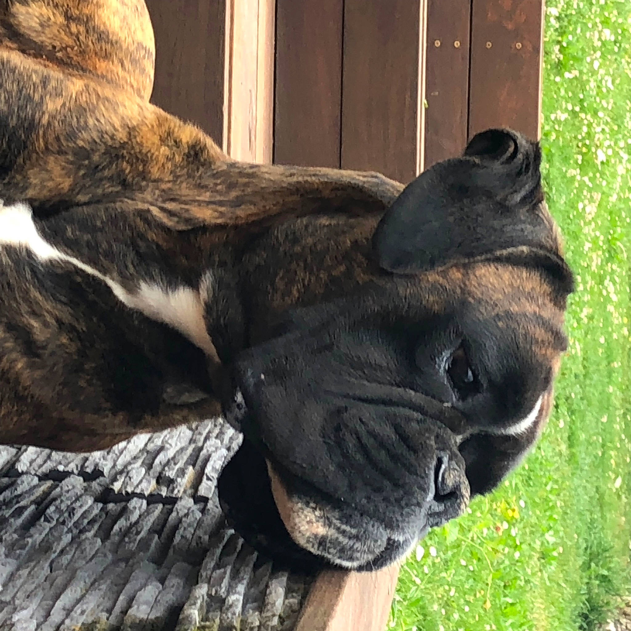 Orion a rejoint le concours — aidez-le/la à gagner de superbes lots ! carnivore, collar, companion_dog, dog, dog_breed, dog_collar, ear, eye, fawn, grass, head, liver, plant, snout, sporting_group, terrestrial_animal, whiskers, wood, working_animal, wrinkle