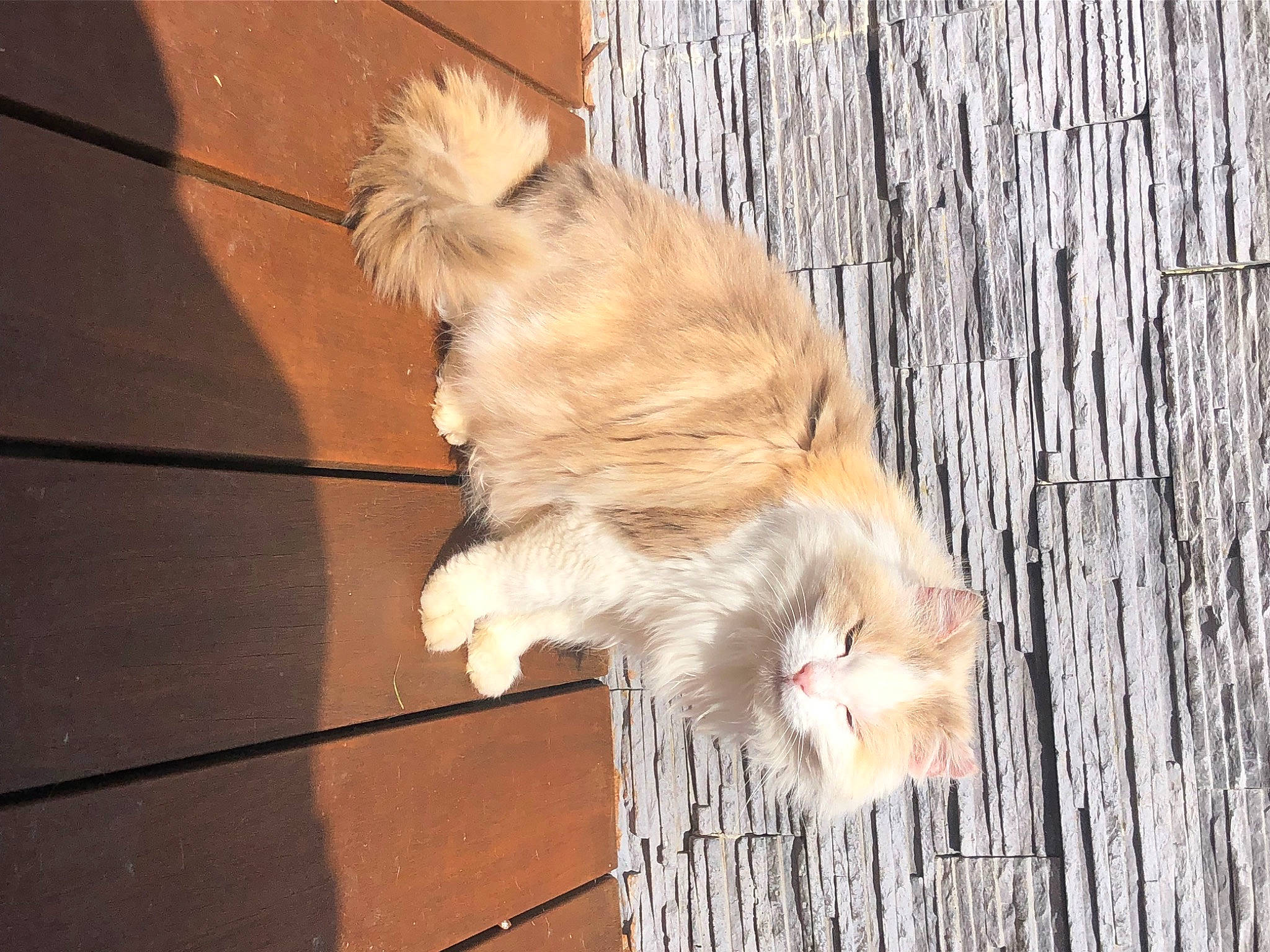 Furette a rejoint le concours — aidez-le/la à gagner de superbes lots ! canidae, carnivore, claw, companion_dog, dog, dog_breed, eye, fawn, felidae, flooring, fur, hardwood, paw, small_to_medium_sized_cats, snout, spitz, tail, toy_dog, whiskers, wood