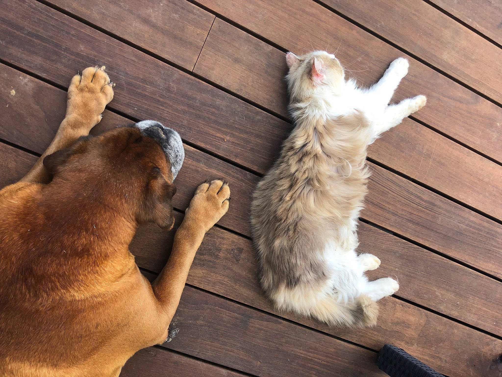 Furette a rejoint le concours — aidez-le/la à gagner de superbes lots ! carnivore, cat, comfort, companion_dog, dog_breed, domestic_short_haired_cat, fawn, felidae, flooring, foot, fur, gesture, hardwood, human_leg, paw, small_to_medium_sized_cats, sporting_group, tail, whiskers, wood