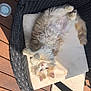 Furette participe au concours pour gagner de l'argent avec cette photo : animal_shelter, canidae, carnivore, cat, claw, companion_dog, fawn, feather, felidae, fur, hardwood, nap, paw, small_to_medium_sized_cats, snout, tail, whiskers, wood
