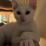 Alpha a rejoint le concours — aidez-le/la à gagner de superbes lots ! animal, cat, closeup, cozy, curious, cute, ears, feline, fur, indoor, kitten, looking, paws, pet, portrait, resting, soft, whiskers, white_cat, young
