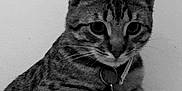 Oréo a rejoint le concours — aidez-le/la à gagner de superbes lots ! american_shorthair, asian, black_and_white, california_spangled, carnivore, cat, domestic_short_haired_cat, dragon_li, european_shorthair, felidae, fur, kitten, mammal, paw, photo_caption, photography, small_to_medium_sized_cats, stock_photography, tabby_cat, whiskers