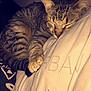 Oréo participe au concours pour gagner de l'argent avec cette photo : american_shorthair, asian, california_spangled, carnivore, cat, domestic_short_haired_cat, dragon_li, egyptian_mau, european_shorthair, felidae, fur, kitten, nap, ocicat, pixie_bob, sky, sleep, small_to_medium_sized_cats, tabby_cat, whiskers