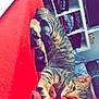 Oréo a rejoint le concours — aidez-le/la à gagner de superbes lots ! carnivore, cat, european_shorthair, felidae, kitten, organism, small_to_medium_sized_cats, tabby_cat, toyger, whiskers