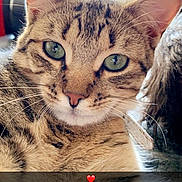 Oréo a rejoint le concours — aidez-le/la à gagner de superbes lots ! aegean_cat, american_shorthair, american_wirehair, asian, australian_mist, california_spangled, carnivore, cat, domestic_short_haired_cat, dragon_li, european_shorthair, felidae, kitten, mammal, ocicat, small_to_medium_sized_cats, snout, tabby_cat, vertebrate, whiskers