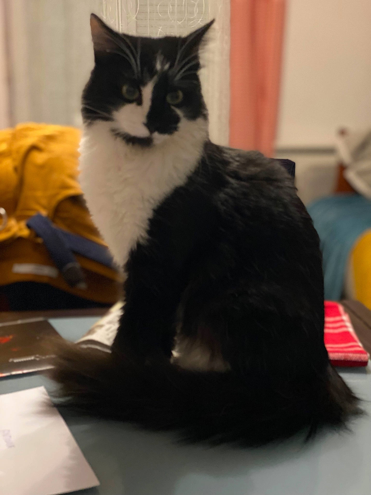 Gribouille a rejoint le concours — aidez-le/la à gagner de superbes lots ! carnivore, cat, claw, comfort, desk, domestic_short_haired_cat, felidae, fur, paw, sitting, small_to_medium_sized_cats, snout, tail, terrestrial_animal, whiskers