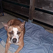 Psyka a rejoint le concours — aidez-le/la à gagner de superbes lots ! dog, brown, white, pet, animal, quilt, mat, wooden_fence, porch, outdoor, resting, canine, ears, face, fur, paw, floor, looking, quiet, calm