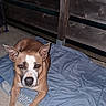 dog, brown, white, pet, animal, quilt, mat, wooden_fence, porch, outdoor, resting, canine, ears, face, fur, paw, floor, looking, quiet, calm