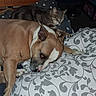 animal, bed, blanket, brown_dog, cat, companion, cozy, cute, dog, domestic, furniture, home, indoor, pattern, pet, quiet, relaxing, resting, sleeping, striped_cat