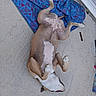 Psyka participe au concours pour gagner de l'argent avec cette photo : animal, blanket, blue, canine, casual, colorful, concrete, dog, domestic_animal, fur, lying_down, outdoor, paw, pet, pink, relaxed, resting, sidewalk, sleeping, texture