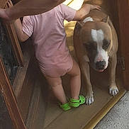 Psyka participe au concours pour gagner de l'argent avec cette photo : toddler, dog, child, hat, green_shoes, doorway, wooden_door, floor, adult_arm, petting, indoor, sunlight, brown_dog, pink_clothing, baby, home, interaction, animal, human, candid