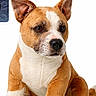 background_white, brown, closeup, cute, dog, ears, fabric, front_view, lifelike, nose, paws, pet_toy, plush_toy, sitting, soft, stuffed_animal, text_overlay, toy, watermark, white