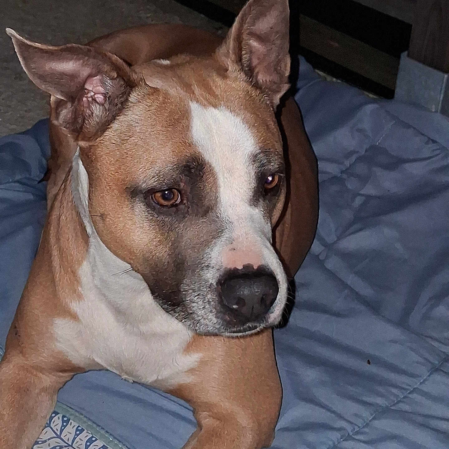 Psyka participe au concours pour gagner de l'argent avec cette photo : dog, brown, white, pet, animal, ears, portrait, close_up, blanket, indoor, quilt, lying_down, looking_away, canine, fur, muzzle, nose, alert, companion, domestic_animal