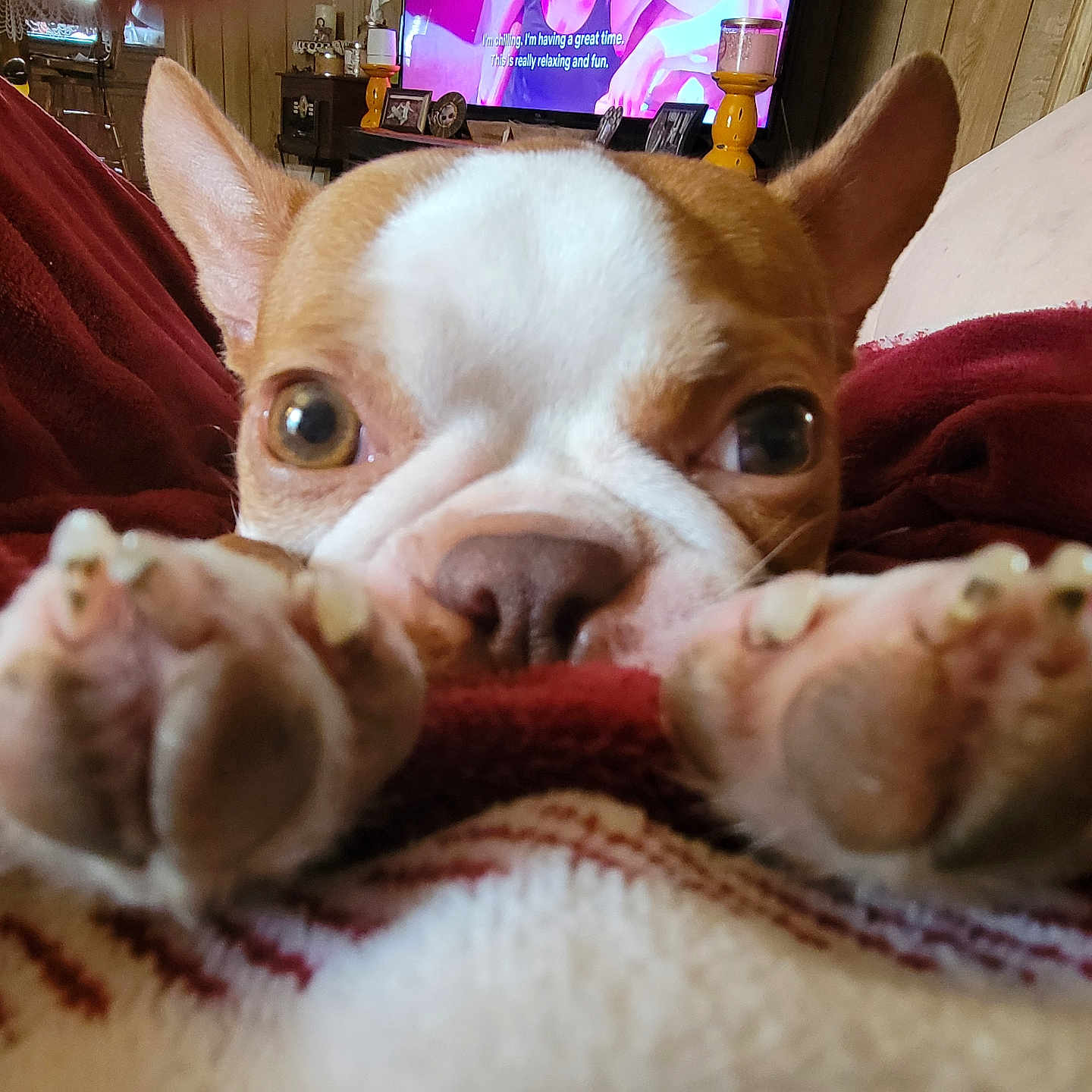 Chloe is registered to the contest to win money with this photo: animal, blanket, bostonbull, bulldog, canine, cat, chihuahua, computerhardware, dog, electronics, frenchbulldog, hardware, hound, monitor, pet, pitbull, pointer, puppy, quilt, screen