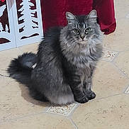 Minette a rejoint le concours — aidez-le/la à gagner de superbes lots ! cat, gray_cat, tabby, fluffy, sitting, green_eyes, indoor, floor_tiles, holiday_decor, red_bow, decoration, pet, feline, looking, animal, cute, domestic_cat, fur, whiskers, tail