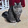 Minette