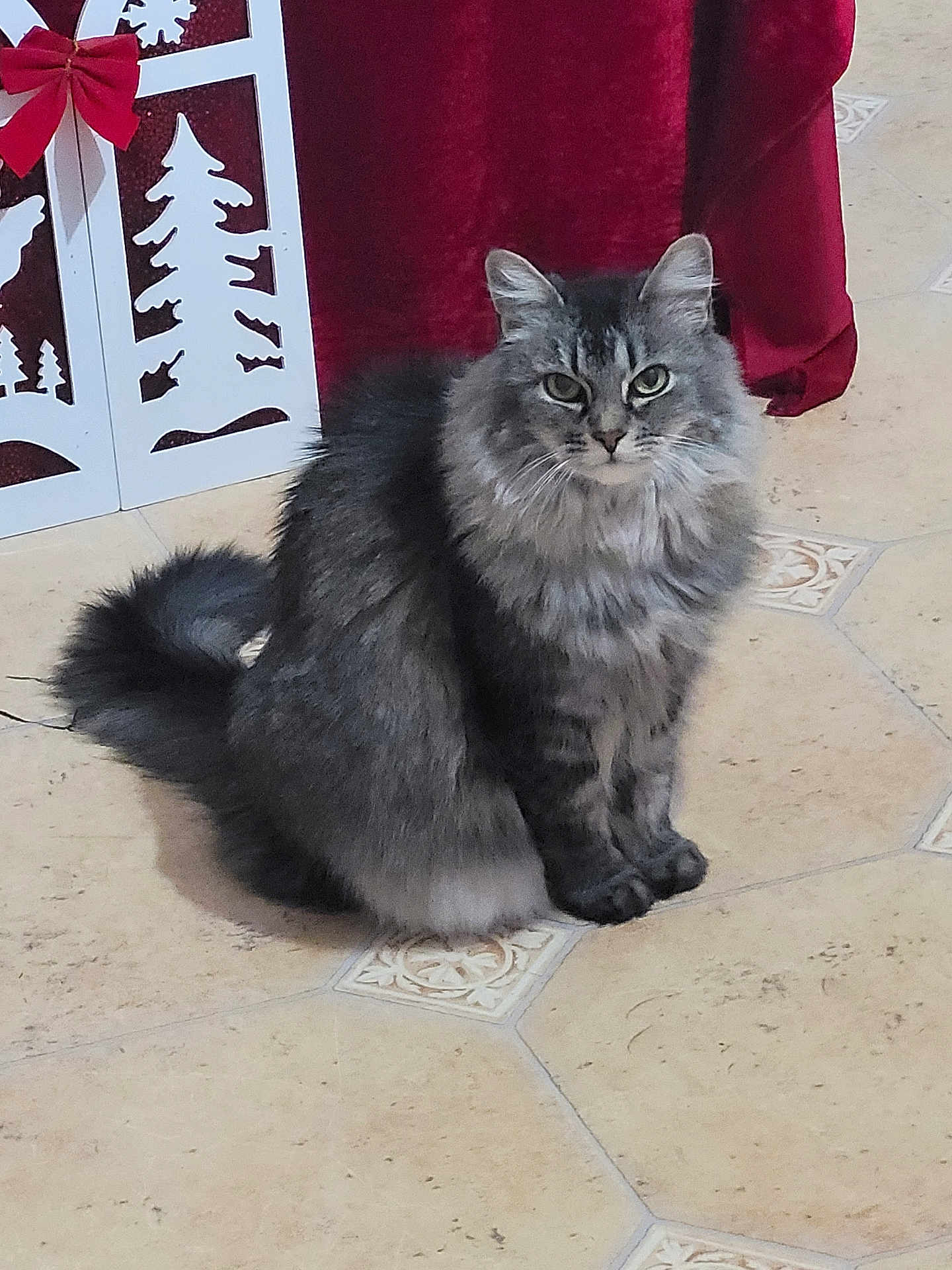 Minette a rejoint le concours — aidez-le/la à gagner de superbes lots ! cat, gray_cat, tabby, fluffy, sitting, green_eyes, indoor, floor_tiles, holiday_decor, red_bow, decoration, pet, feline, looking, animal, cute, domestic_cat, fur, whiskers, tail