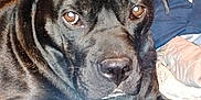 Baby is registered to the contest to win money with this photo: animal, bed, black_dog, blanket, brown_eyes, canine, close_up, companion, cozy, dog, domestic_animal, ears, fur, indoor, laying_down, looking, pet, portrait, resting, snout