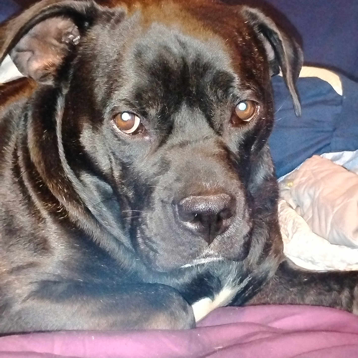 Baby is registered to the contest to win money with this photo: animal, bed, black_dog, blanket, brown_eyes, canine, close_up, companion, cozy, dog, domestic_animal, ears, fur, indoor, laying_down, looking, pet, portrait, resting, snout