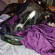 Dolly joined the competition — help win amazing prizes! dog, sleeping, bed, blanket, purple, headset, gaming, resting, pet, fur, black, white_mark, indoors, cozy, animal, paw, closeup, comfort, relaxed, household