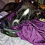animal, bed, black, blanket, closeup, comfort, cozy, dog, fur, gaming, headset, household, indoors, paw, pet, purple, relaxed, resting, sleeping, white_mark