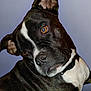 Dolly is registered to the contest to win money with this photo: dog, pet, black_and_white, close_up, animal, canine, portrait, collar, ears, fur, face, brown_eyes, looking_away, domestic_animal, mammal, friendly, companion, cute, head, curious