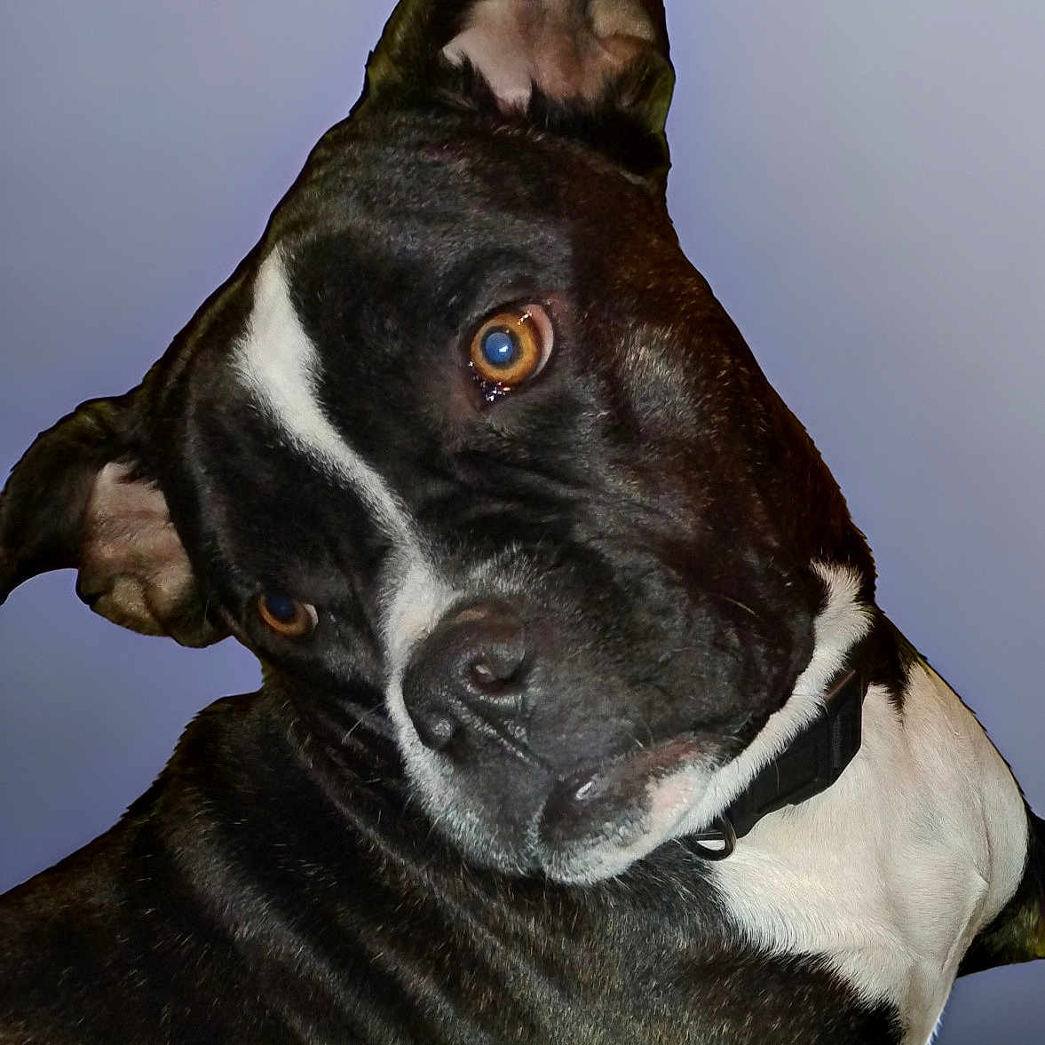 Dolly is registered to the contest to win money with this photo: animal, black_and_white, brown_eyes, canine, close_up, collar, companion, curious, cute, dog, domestic_animal, ears, face, friendly, fur, head, looking_away, mammal, pet, portrait