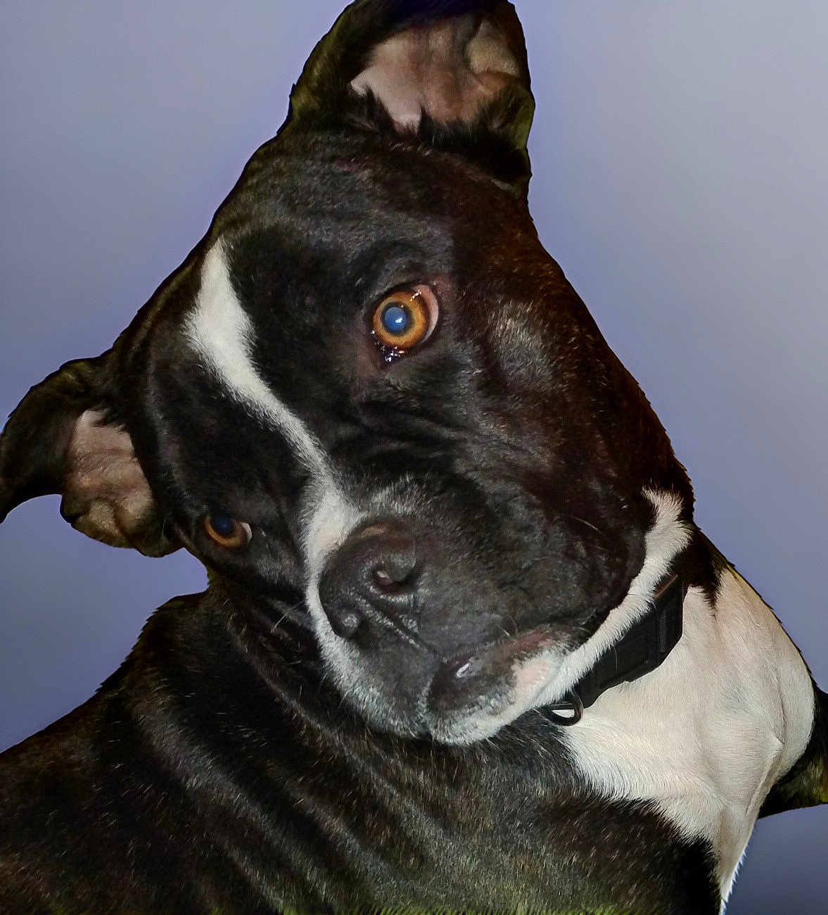 Dolly is registered to the contest to win money with this photo: dog, pet, black_and_white, close_up, animal, canine, portrait, collar, ears, fur, face, brown_eyes, looking_away, domestic_animal, mammal, friendly, companion, cute, head, curious
