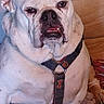animal, bulldog, canine, closeup, crown_filter, cute, dog, domestic_animal, expression, face, funny, harness, indoors, muzzle, paw, pet, portrait, sitting, sofa, white_dog