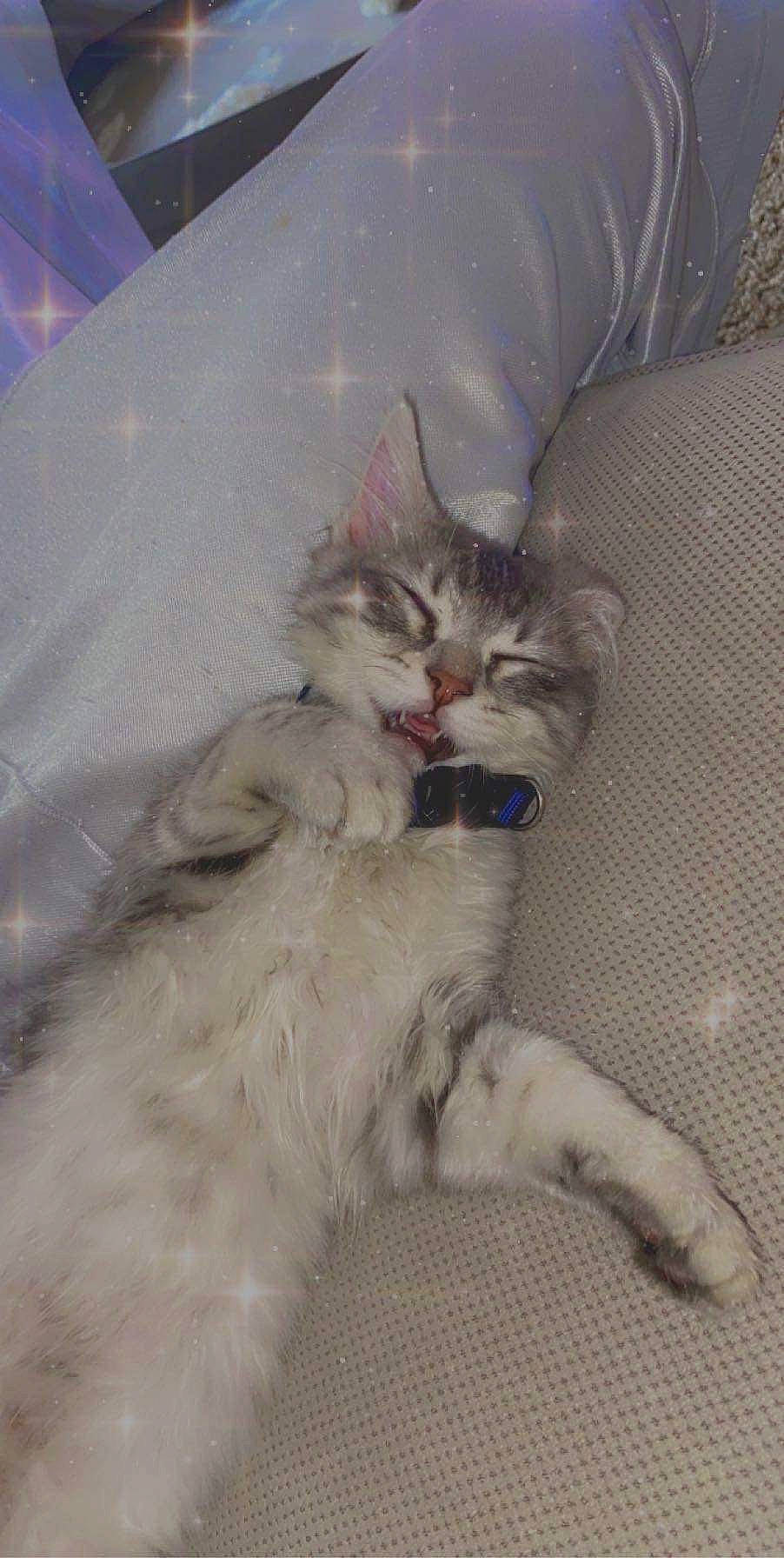 Smokey joined the competition — help win amazing prizes! american_curl, carnivore, cat, domestic_long_haired_cat, felidae, kitten, mammal, norwegian_forest_cat, persian, ragamuffin, siberian, small_to_medium_sized_cats, whiskers