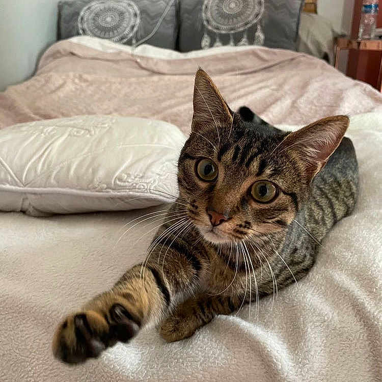 Tigrou participe au concours pour gagner de l'argent avec cette photo : animal, bed, blanket, cat, closeup, cozy, curious, cute, domestic, fur, furniture, indoor, pet, pillow, playful, resting, soft, stretching, tabby_cat, whiskers