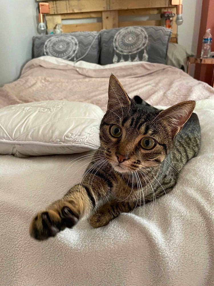 Tigrou