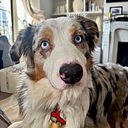 Shiloh a rejoint le concours — aidez-le/la à gagner de superbes lots ! dog, australian_shepherd, blue_eyes, indoor, pet, close_up, curious, fur, collar, animal, canine, domestic_animal, portrait, living_room, natural_light, furniture, bookshelf, home, fur_pattern, nose