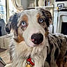 dog, australian_shepherd, blue_eyes, indoor, pet, close_up, curious, fur, collar, animal, canine, domestic_animal, portrait, living_room, natural_light, furniture, bookshelf, home, fur_pattern, nose