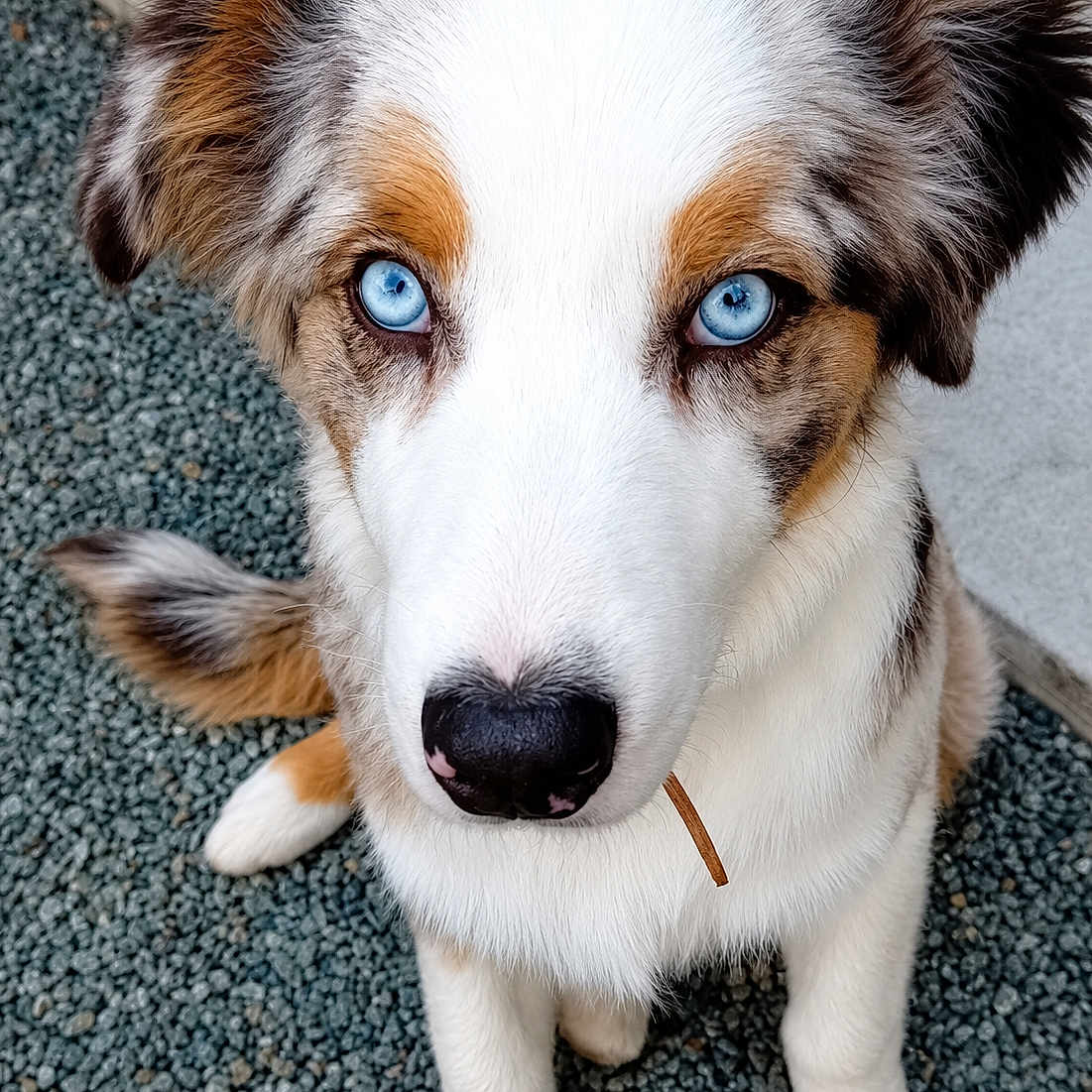 Shiloh
