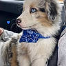 Shiloh participe au concours pour gagner de l'argent avec cette photo : puppy, dog, blue_eyes, bandana, car_interior, seatbelt, window, cute, fluffy, pet, animal, young_dog, sitting, cozy, looking_away, indoor, soft_fur, adorable, companion, love_emoji