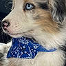 Shiloh a rejoint le concours — aidez-le/la à gagner de superbes lots ! puppy, dog, blue_eyes, bandana, close_up, fluffy, profile, car_interior, pet, young_dog, cute, animal, fur, nose, whiskers, ears, sitting, looking, side_view, domestic_animal