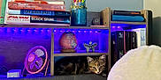 Ari joined the competition — help win amazing prizes! kitten, cat, bookshelf, books, globe, fan, purple_led_lights, wooden_shelf, indoor, cozy, cubby, decor, stationery, pencils, jar, reading, furniture, pet, curious, sitting