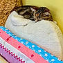 kitten, cat, sleeping, tabby, pillow, bedding, blanket, fluffy, yellow_wall, cute, pet, indoor, cozy, resting, soft, colorful, patterned, animal, young_cat, nap