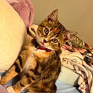 Ari is registered to the contest to win money with this photo: kitten, cat, tabby, pet, collar, bed, blanket, fur, cute, indoor, animal, whiskers, young, feline, curious, small, domestic, soft, playful, adorable