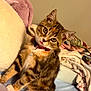 kitten, cat, tabby, pet, collar, bed, blanket, fur, cute, indoor, animal, whiskers, young, feline, curious, small, domestic, soft, playful, adorable